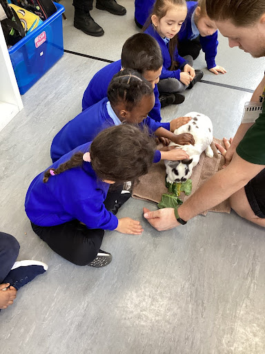 A small group of pupils from Reception Class are pictured petting a Rabbit, which has been brought in to the academy during a visit by the company Exotic Explorers.