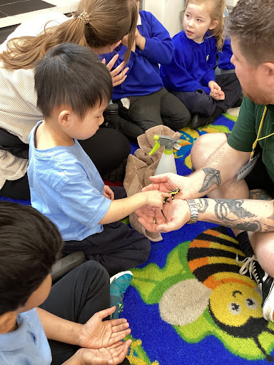A member of staff from the company Exotic Explorers is pictured supervising some Reception pupils, as they interact with a small Lizard he has brought in during a visit.