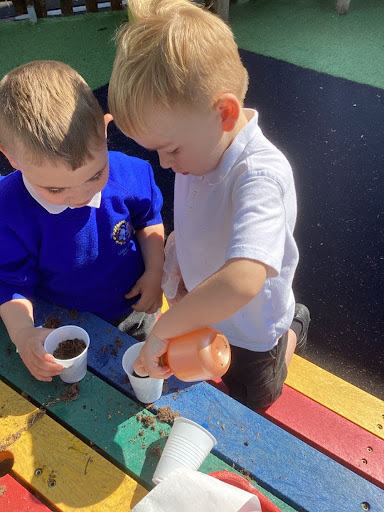 Two young boys from Nursery are pictured filling paper cups with soil ready to plant Sunflower seeds in them.